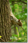 Eastern Gray Squirrel, Gordon Natural Area by Gerard Hertel