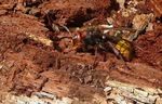 Vespid Wasp, Gordon Natural Area