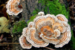 Turkeytail Fungus, Gordon Natural Area by Gerard Hertel