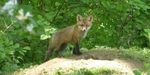 Red Fox Kits, Gordon Natural Area (3)