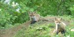 Red Fox Kits, Gordon Natural Area (8) by Gerard Hertel