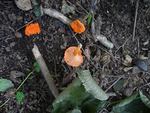 Small Chanterelle (Cantharellus minor) in the Gordon Natural Area by Gerard Hertel