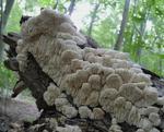 Bear’s Head Tooth (Hericium coralloides) in the Gordon Natural Area by Gerard Hertel