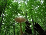 Fungi in the Gordon Natural Area (8) by Gerard Hertel