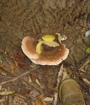 Fungi in the Gordon Natural Area (12) by Gerard Hertel