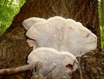 Fungi in the Gordon Natural Area (13) by Gerard Hertel