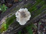 Fungi in the Gordon Natural Area (18) by Gerard Hertel