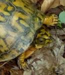 Eastern Box Turtle, Gordon Natural Area (5) by Gerard Hertel
