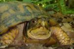 Eastern Box Turtle, Gordon Natural Area (6) by Gerard Hertel