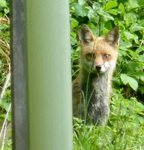 Red Fox Kits (11), Gordon Natural Area by Gerard Hertel