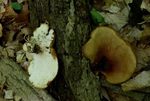 Fungi in the Gordon Natural Area (22) by Gerard Hertel