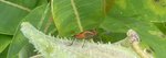 Milkweed Bugs, Gordon Natural Area (5) by Gerard Hertel