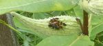 Milkweed Bugs, Gordon Natural Area (7) by Gerard Hertel