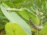 Monarch Caterpillar, Gordon Natural Area by Gerard Hertel