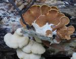 Fungi in the Gordon Natural Area (25) by Gerard Hertel