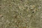 Arthoniaceae Indet 1 (Crustose Lichen) 003 by Nur Ritter