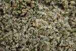 Arthoniaceae Indet 1 (Crustose Lichen) 005 by Nur Ritter