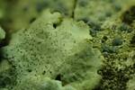 Hypotrachyna livida (Lead Lichen): Close-up of the edge of the thallus