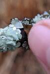 Parmotrema Indet 2 (Ruffle Lichen): Close-up of black underside of lobe by Noah Long