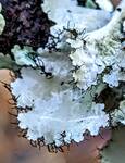 Parmotrema Indet 2 (Ruffle Lichen): Close-up of long, black marginal cilia
