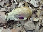 Canis familiaris (Domestic Dog) skull noted at the Gordon 002 by Nur Ritter