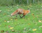 Vulpes vulpes (Red Fox) 002