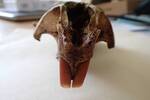 Castor canadensis (American Beaver) skull: close-up of upper front teeth by Nur Ritter