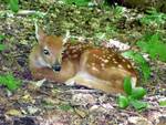 Odocoileus virginianus (White-tailed Deer) fawn on the GNA forest floor by Nur Ritter