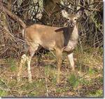 Odocoileus virginianus (White-tailed Deer) doe by Nur Ritter