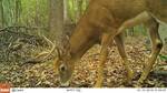Odocoileus virginianus (White-tailed Deer): Photo from Payton Phillips (Integrative Ecology Lab - Temple University - Philadelphia - PA)