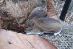 Peromyscus leucopus (White-footed Mouse):disturbed from their hibernation 001