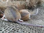 Peromyscus leucopus (White-footed Mouse):disturbed from their hibernation 002 by Nur Ritter