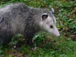 Didelphis virginiana (Opposum) in the Gordon by Kendra McMillin