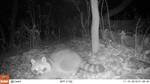 Procyon lotor (Raccoon) at nighttime. Photo from Payton Phillips (Integrative Ecology Lab)
