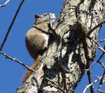 Tamiasciurus hudsonicus (American Red Squirrel) 001 by Kathryn Krueger
