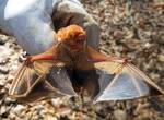 Lasiurus borealis (Eastern Red Bat) 001 by Kathryn Krueger