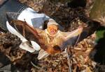 Lasiurus borealis (Eastern Red Bat) 002 by Kathryn Krueger
