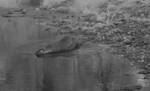 Lontra canadensis (North American River Otter) 003