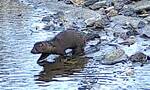 Neogale vison (American Mink): Close-up of an American Mink entering the water (Plum Run) 001 by Wildlife Camera