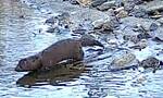 Neogale vison (American Mink): Close-up of an American Mink entering the water (Plum Run) 002