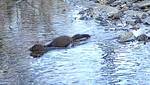 Neogale vison (American Mink): Close-up of an American Mink beginning to swim across Plum Run 003