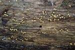Arcyria pomiformis (Golden Apple Slime Mold) 004 by Nur Ritter