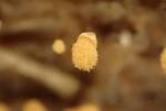 Arcyria pomiformis (Golden Apple Slime Mold) 001 by Nur Ritter