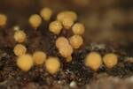 Arcyria pomiformis (Golden Apple Slime Mold) 006 by Nur Ritter