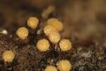 Arcyria pomiformis (Golden Apple Slime Mold) 005 by Nur Ritter