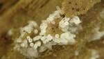 Ceratiomyxa fruticulosa (White-fingered Slime Mold) 003 by Nur Ritter