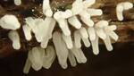 Ceratiomyxa fruticulosa (White-fingered Slime Mold) 005 by Nur Ritter