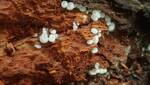 Ceratiomyxa porioides (Honeycomb Coral Slime Mold) 001 by Nur Ritter