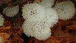 Ceratiomyxa porioides (Honeycomb Coral Slime Mold) 002 by Nur Ritter