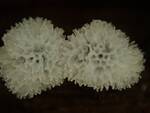 Ceratiomyxa porioides (Honeycomb Coral Slime Mold) 004 by Nur Ritter